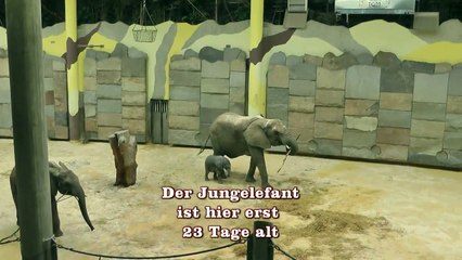 Babyelefant Tuluba 3 Wochen alt - Tierpark Schönbrunn Wien, 29.08.2010