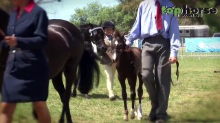 Supreme Led Australian Pony at the Royal Melbourne Horse Show 2012.