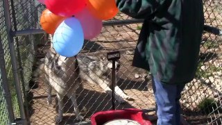 Wolf Birthday Party