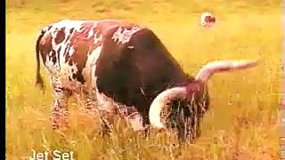 Jet Set - Texas Longhorn Bull