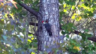 Pileated Woodpecker - Apex, NC, October 16, 2011