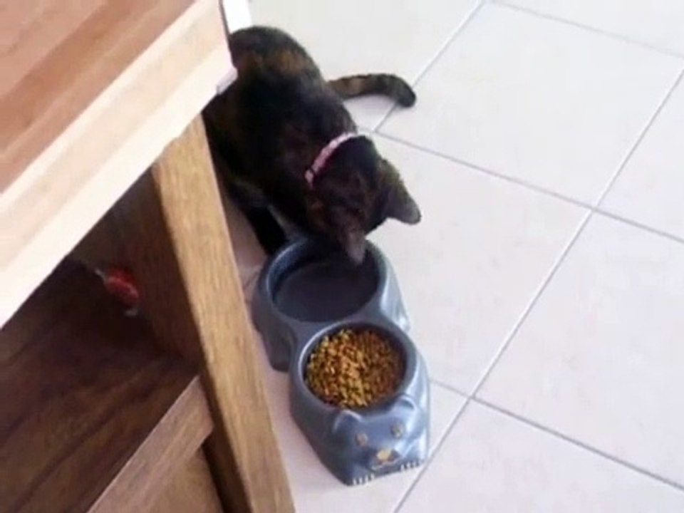 My cat eats wierd
