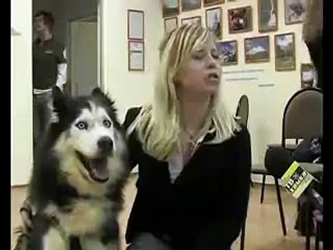 Хаски пытается не спалиться =)