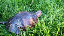 A 20 year old Red Eared Slider Turtle