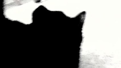 Wildcat Strike Auditions (No. 9 - Steve from Charleston, South Carolina)