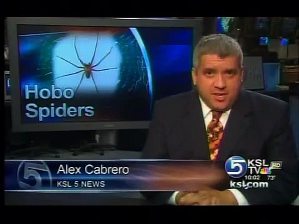 Coalville home invaded by hobo spiders
