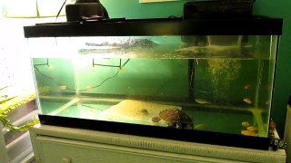 3 Tips For Beginner Turtle Owners!