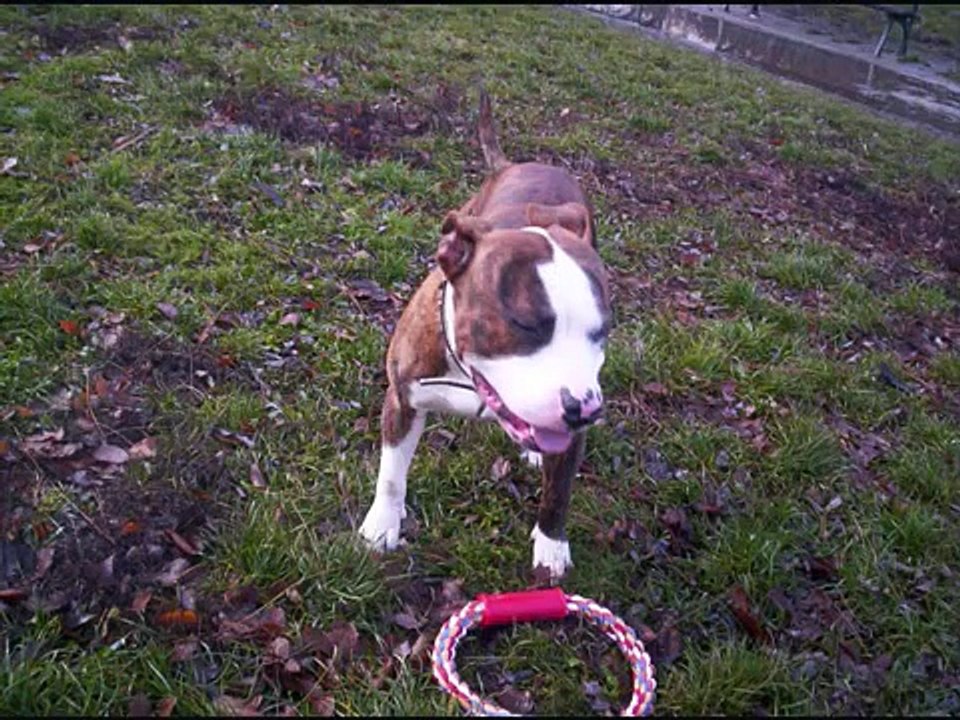 Boxer - Pitbull
