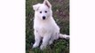 Dogs Animal White Swiss Shepherd and Puppies - Cute Funny Dog Videos
