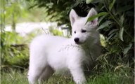 Best Dogs Animal White Swiss Shepherd and Puppies Videos