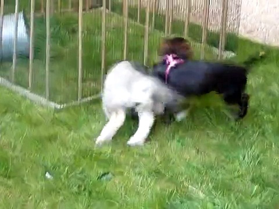 Chien-loup à 2 mois