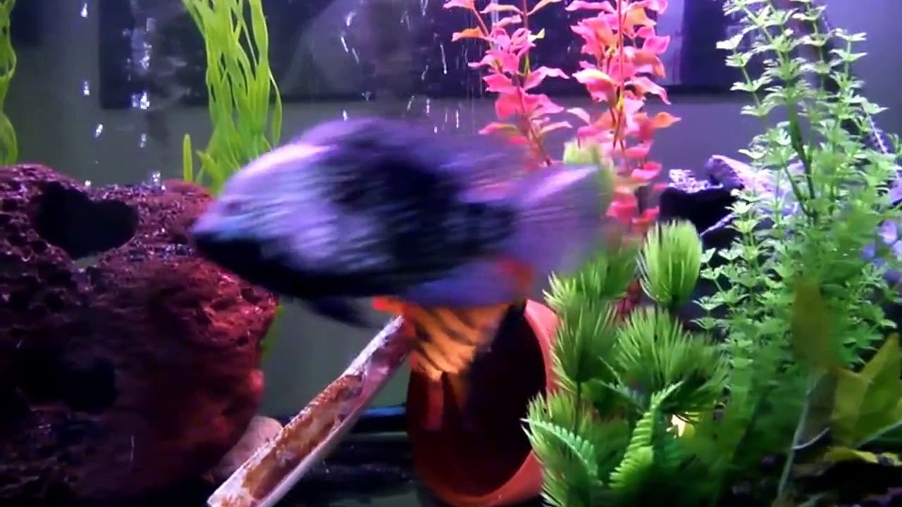 Festae (Red Terror) female, Jack Dempsey , Texas & Red Devil American cichlids.