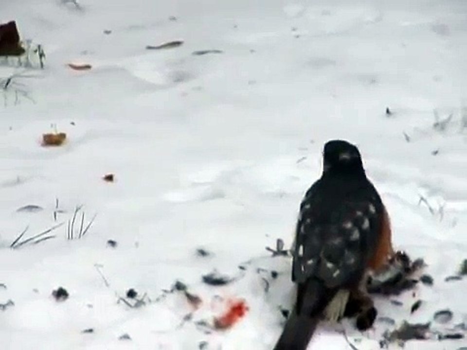 Sparrowhawk (Accipiter nisus)