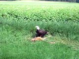 Bald Eagle eating a deer