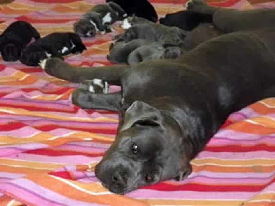 Elevage canin chiots cané corso LOF  A VENDRE dans le 36