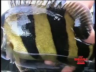 dats siamese tiger fish part 6