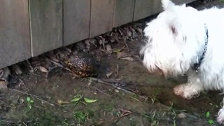 Pierre the Westie meets a Turtle