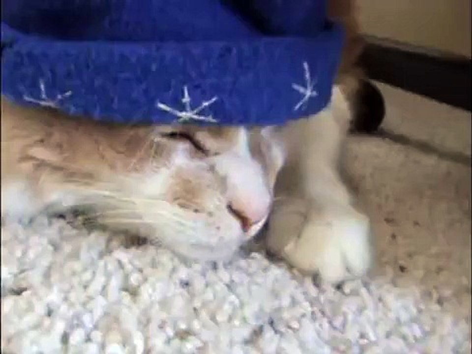 Hat Cat Do Not Wants Broccoli