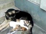 Cat, Dogs and Monkey playing together