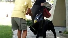 k9elite εκπαιδευση σκυλου σε φυλαξη χωρου.MPG