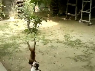 Cat and monkey playing