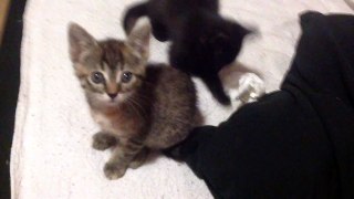Channel Update/Kittens Playing