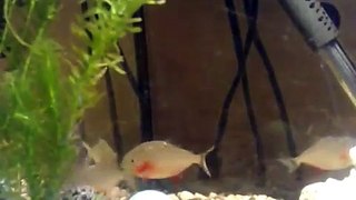 Eerste Goudvis van mijn Baby Piranha's