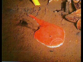 Peces de Las Profundidades Abisales