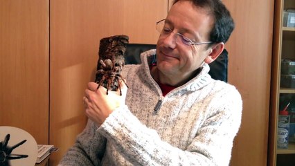 Meet the amazing spider man