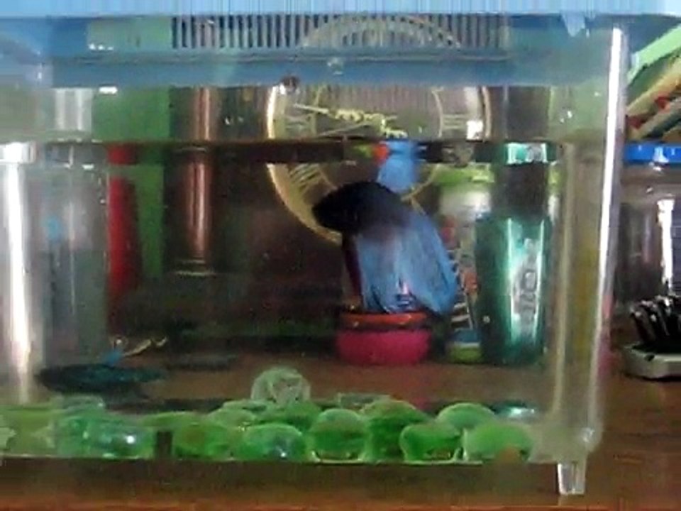 Female Betta and Male Betta Fighting