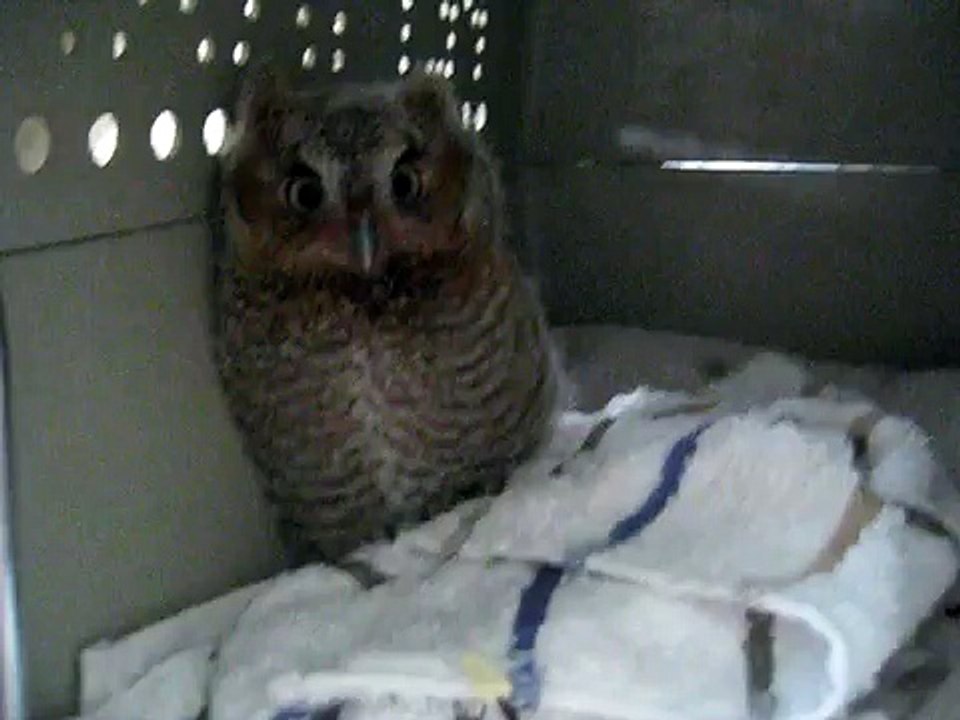 "Oakley" The Eastern Screech Owl