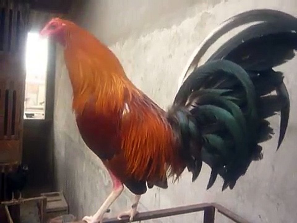 GALLO   MI LINEA DEPREDADOR