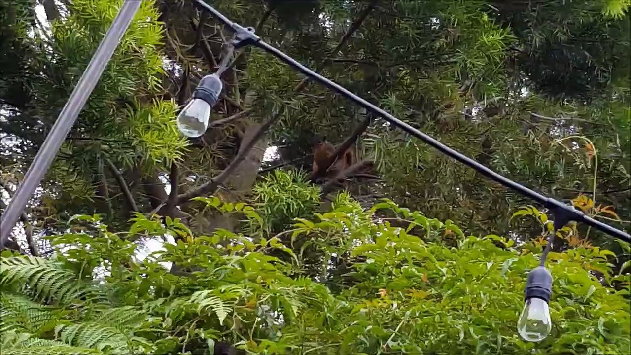 Squirrel Sounds Like Angry Donald Duck