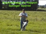 Dressage Chasse: Springer Spaniel au rapport