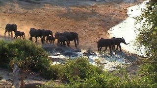 Botswana: does elephant attack safari jeep in Chobe ? (sd-video).mp4