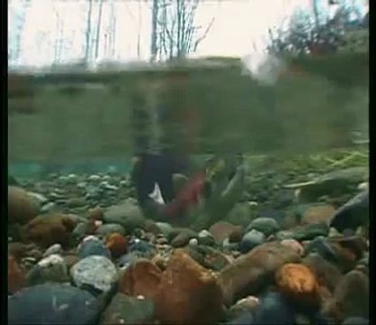 Sockeye salmon spawning act