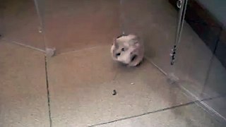Dwarf Hamster Victim of bad petshop