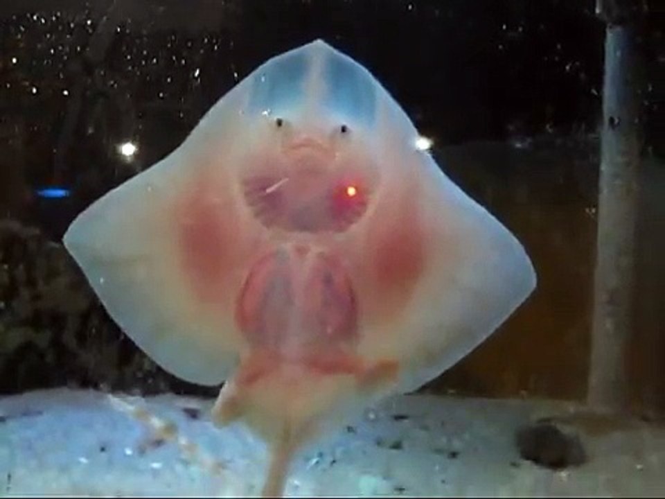 Le bal des bébés raies