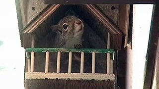 Squirrels in Bird House