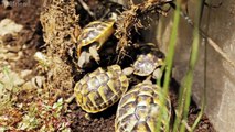 New outdoor tortoise enclosure!