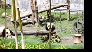 baby panda falling off a tree 1/3,pls watch all 3 videos!