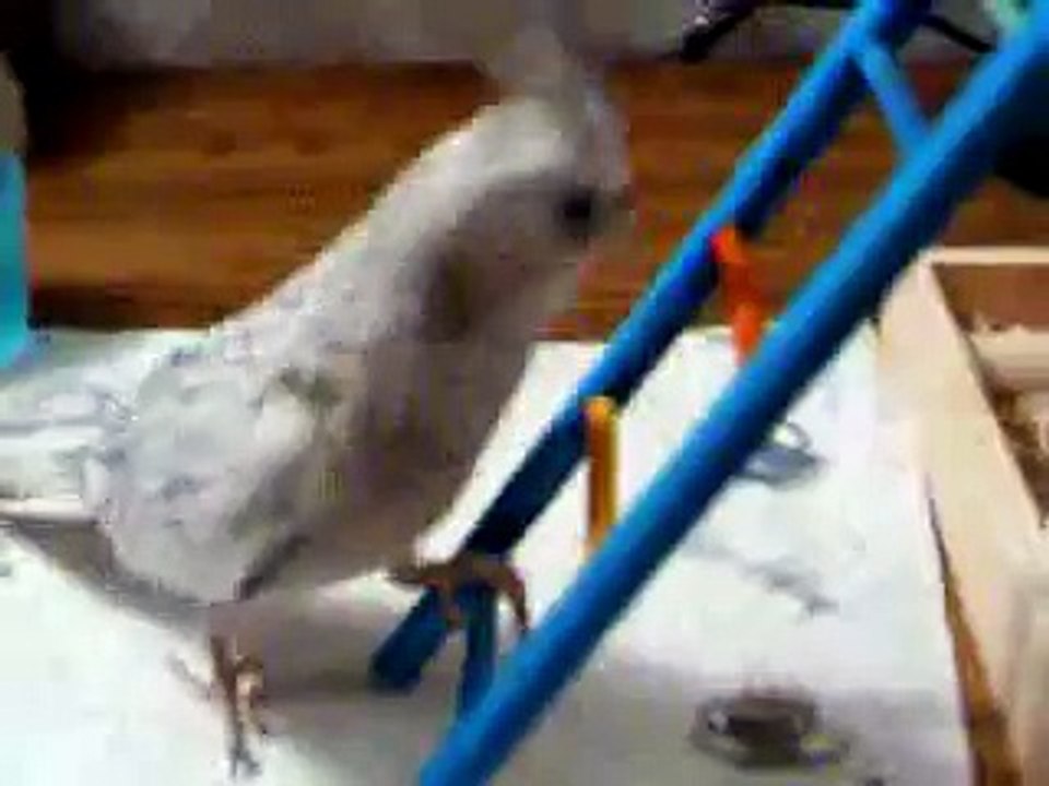 Pepper on a ladder :]