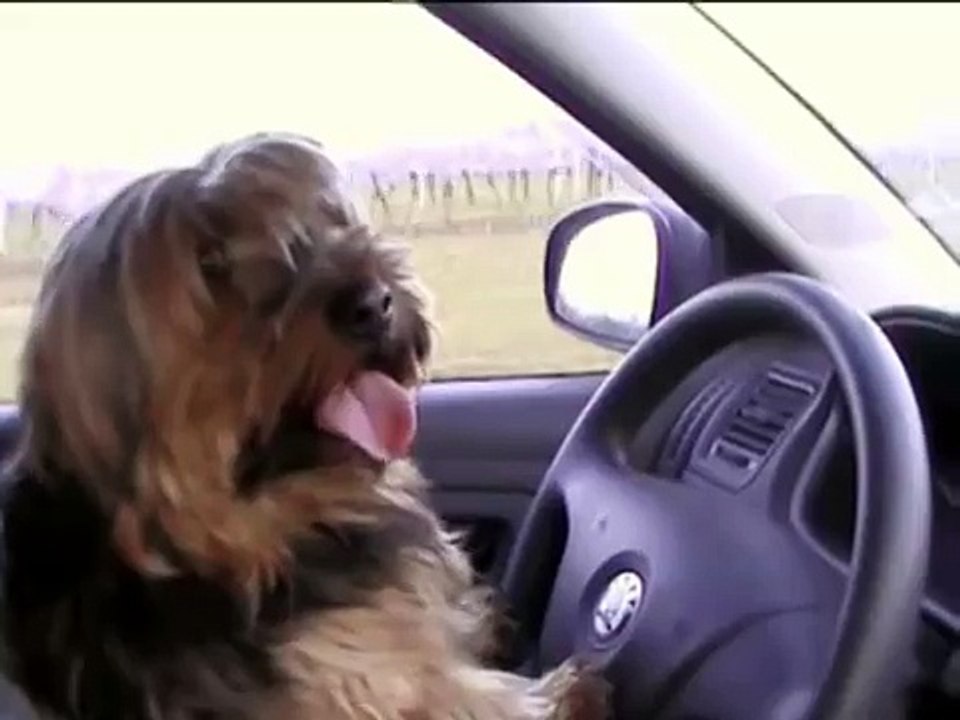 tanti cani guidano
