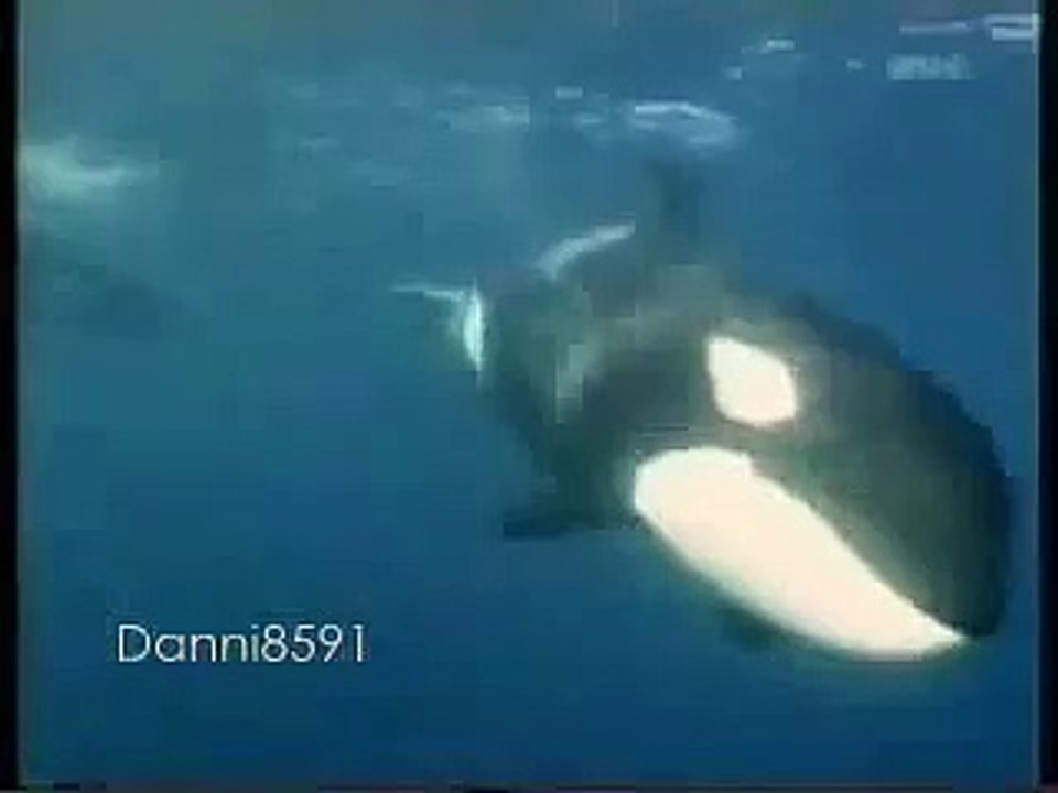Free Orcas (killer whales)