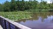 huge monster turtles in beaver pond on bike trail