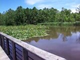 huge monster turtles in beaver pond on bike trail