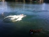 Hund Maya Weimaraner Sprung ins Wasser