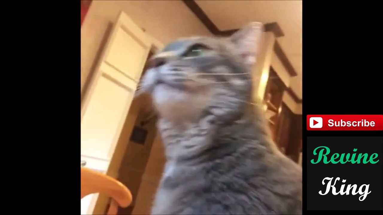 October 7 ✔   Best Of Vines 2014   Funniest Vine Compilation