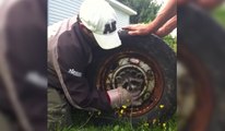 Un raton laveur coincé dans une roue