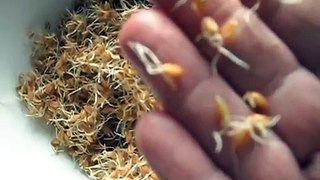 Sprouting Seeds Pt. 3 Hard Red Winter Wheat